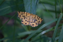 Panther-Spanner (Pseudopanthera macularia)