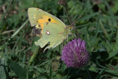Postillon (Colias croceus)