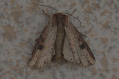 Putris-Erdeule (Axylia putris)