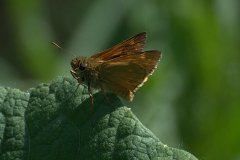 Rostfarbiger Dickkopffalter (Ochlodes sylvanus)