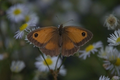 Rotbraunes Ochsenauge (Pyronia tithonus)
