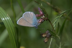 Rotklee-Bläuling (Polyommatus semiargus)