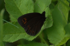 Rundaugen-Mohrenfalter (Erebia medusa)
