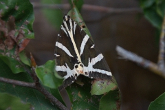 Russischer Bär (Euplagia quadripunctaria)