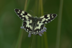 Schachbrett (Melanargia galathea)