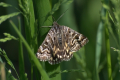 Scheck-Tageule (Euclidia mi)