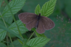 Schornsteinfeger (Aphantopus hyperantus)