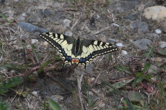 Schwalbenschwanz (Papilio machaon)
