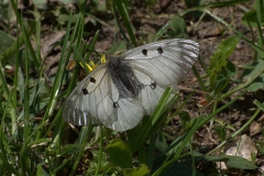Schwarzer Apollo (Parnassius mnemosyne)