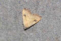 Seideneulchen (Rivula sericealis)