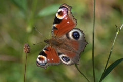 Tagpfauenauge (Aglais io)