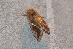 Tomaten-Goldeule (Chrysodeixis chalcites)