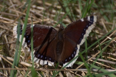 Trauermantel (Nymphalis antiopa)