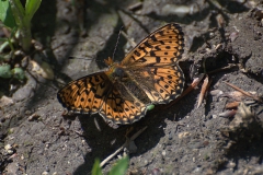 Veilchen-Perlmutterfalter (Boloria euphrosyne)