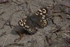 Waldbrettspiel (Pararge aegeria)
