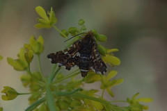 Waldreben-Fensterfleckchen (Thyris fenestrella)
