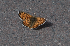 Wegerich-Scheckenfalter (Melitaea cinxia)