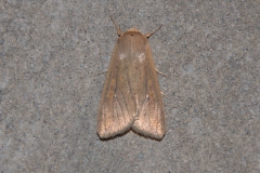 Weißpunkt-Graseule (Mythimna albipuncta)