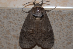 Weidenbohrer (Cossus cossus)