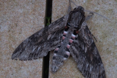 Windenschwärmer (Agrius convolvuli)