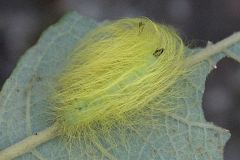 Woll-Rindeneule (Acronicta leporina)