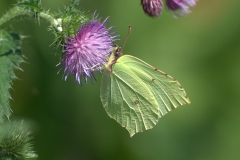 Zitronenfalter (Gonepteryx rhamni)
