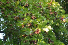 Schwarze Maulbeere (Morus nigra L.) mit unreifen Früchten