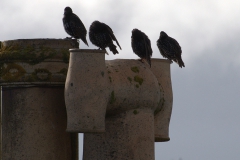 Stare (Sturnus vulgaris)
