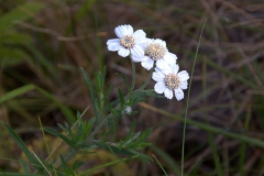 Sumpf-Schafgarbe (Achillea ptarmica)