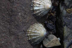 Gemeine Napfschnecke (Patella vulgata)