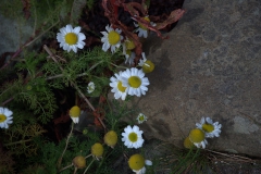 Geruchlose Kamille (Tripleurospermum inodorum)