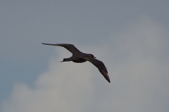 Schmarotzerraubmöwe (Stercorarius parasiticus)