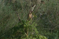 Arznei-Engelwurz (Angelica archangelica)