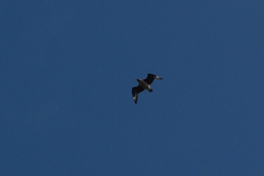 Große Raubmöwe (Stercorarius skua)