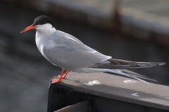 Fluss-Seeschwalbe (Sterna hirundo)