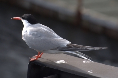 Fluss-Seeschwalbe (Sterna hirundo)