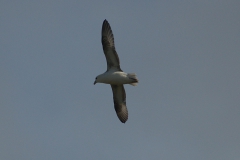 Eissturmvogel (Fulmarus glacialis)