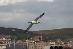Basstölpel (Morus bassanus)