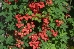 Kletternde Kapuzinerkresse (Tropaeolum speciosum)