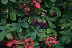 Kletternde Kapuzinerkresse (Tropaeolum speciosum)