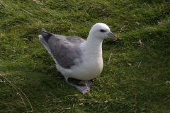 Eissturmvogel (Fulmarus glacialis)