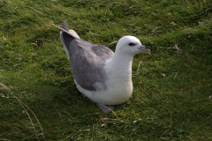 Eissturmvogel (Fulmarus glacialis)