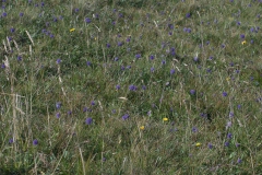 Acker-Witwenblumen (Knautia arvensis) blühend