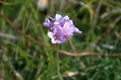 Gewöhnliche Grasnelke (Armeria maritima s.l.)