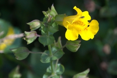 Gefleckte Gauklerblume (Mimulus guttatus)