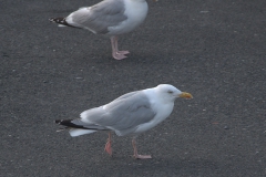 Silbermöwe (Larus argentatus)