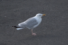 Silbermöwe (Larus argentatus)