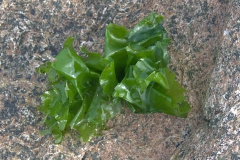 Meersalat (Ulva lactuca)