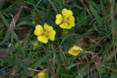 Blutwurz (Potentilla erecta)