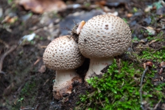 Perlpilz (Amanita rubescens)